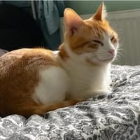 Melón -  hübsches weiß-rotes Tigerchen, Kater zur Adoption