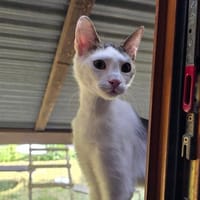 Unser zarter Joe sucht seine Familie fürs Leben, Kater zur Adoption