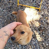 Welpe Sira mag gerne Action, Hündin zur Adoption