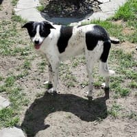 Unser schüchterner Kalli wartet auf sein persönliches Glück, Hund zur Adoption