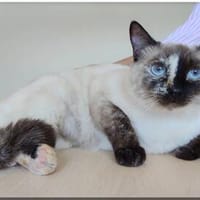 Vela - schöne Thai-Siam, sehr lieb und sensibel, Katze zur Adoption
