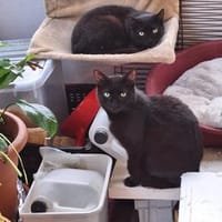 Unser wunderhübsches Gabi und Gabi suchen ein Zuhause, Kater zur Adoption