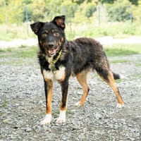 Unser Traumhund Luis sucht Familienanschluss, Hund zur Adoption