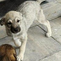 Welpenmädchen Paula, Körbchen gesucht, Hündin zur Adoption