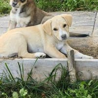Welpe Lilly sucht ihre Familie, Hündin zur Adoption