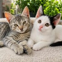Snupi & Nadia suchen ihr gemeinsames Zuhause, Kater zur Adoption