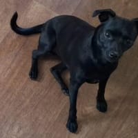 Tommy, Neuanfang gesucht, Hund zur Adoption