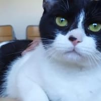 Vito - liebevoll, gesellig & verspielt, Kater zur Adoption