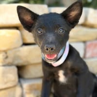 Lola (Larett)-Liebe, junge Welpin sucht ihre Herzensmenschen, Hündin zur Adoption