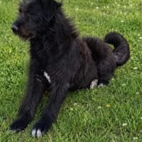 Alba  sucht ihr eigenes Zuhause, Hündin zur Adoption