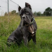 Bono sucht Dich, Hund zur Adoption
