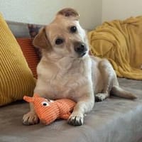 Unser Zuckerschnütchen Emma sucht nach ihren Menschen, Hündin zur Adoption