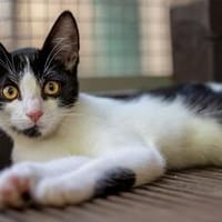 Snorre der Finger-Wickler, Kater zur Adoption