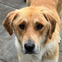 Imilo, geb. ca. 04/2024, 47652 Weeze, Hund zur Adoption