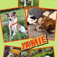 lieber sensibler Jamie auf PS in 80999, Hund zur Adoption