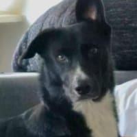 Kravi 55 cm (Pflegestelle), Hund zur Adoption