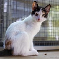 Torvi - flinke Charme - Offensive, Katze zur Adoption