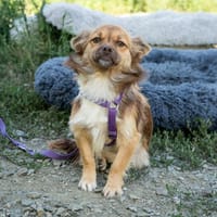 Unsere kleine Traumhündin Lotti sucht Familienanschluss, Hündin zur Adoption