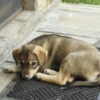 Welpe Skye sucht 4ever home, Hündin zur Adoption