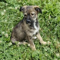 Welpe Kira wartet auf ein Zuhause, Hündin zur Adoption