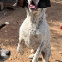 LUNA sucht ihr Für Immer Zuhause, Hündin zur Adoption