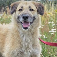 🐾 Missy  liebevolle Hündin sucht ein Zuhause als Zweithund, Hündin zur Adoption