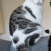 Oliver und Simon sind Scheidungskinder und müssen, Kater zur Adoption