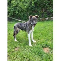 Loid - wartet in 66839 Schmelz, Hund zur Adoption