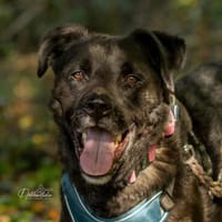 aktiver OREO sucht erfahrene Menschen, Hund zur Adoption