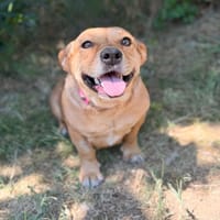 Sunny (Sarolta)-Sensible, junge Hündin sucht Menschen mit He, Hündin zur Adoption