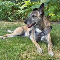 Cassie - freundliche und brave Hündin, Hündin zur Adoption