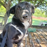 Toffee - kleiner Herzensbrecher, Hund zur Adoption