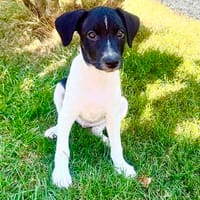 Robbie ein Schmusebärchen, Hund zur Adoption