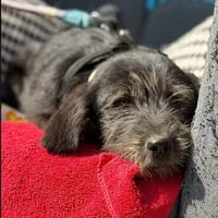 Marnie, Hündin zur Adoption