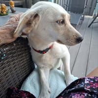 Nelly - super lieb und freundlich, Hündin zur Adoption