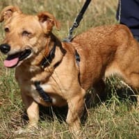 Stella 27cm geb. 03/2019 wartet in Müden auf ihre Menschen, Hündin zur Adoption