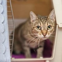 Seniorin IDA sucht Zuhause, Katze zur Adoption