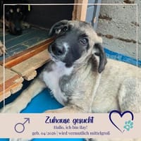 Ilay - sucht seine Familie - bist du es ?, Hund zur Adoption