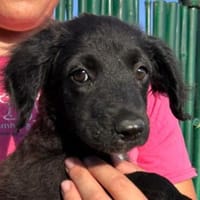 Lessi  ist ein anhängliches Hundekind, Hündin zur Adoption