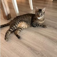 Orlando-sehr menschenbezogen& verschmust, Kater zur Adoption