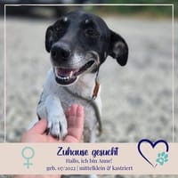 Anne - sucht einen Menschen die sie finden und lieben, Hündin zur Adoption