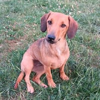 Solia, Hündin zur Adoption
