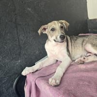 Ari - jung, verspielt - magst du mich ?, Hund zur Adoption