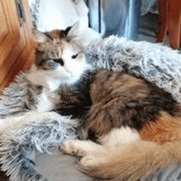 MIMI, chatte à adopter