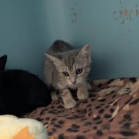 KATANA, chatte à adopter