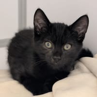 JERRY, chat à adopter