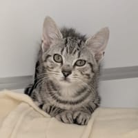 TOM, chat à adopter