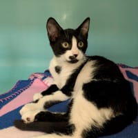 EINSTEIN, chat à adopter