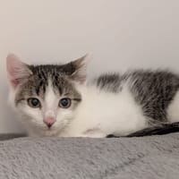 ARAGON, chat à adopter