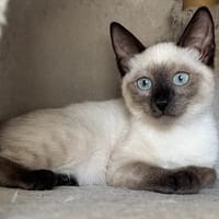 Barbalala, chatte à adopter